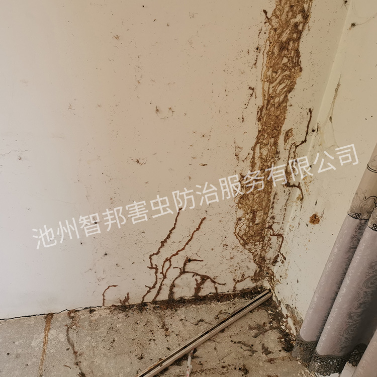 池州白蚁
