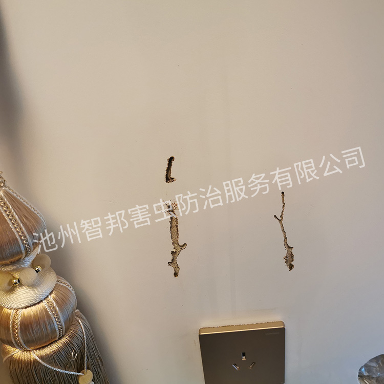 池州白蚁