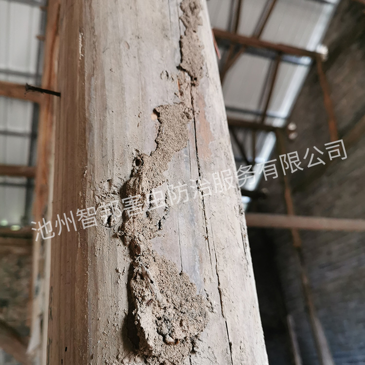 白蚁防治案例展示