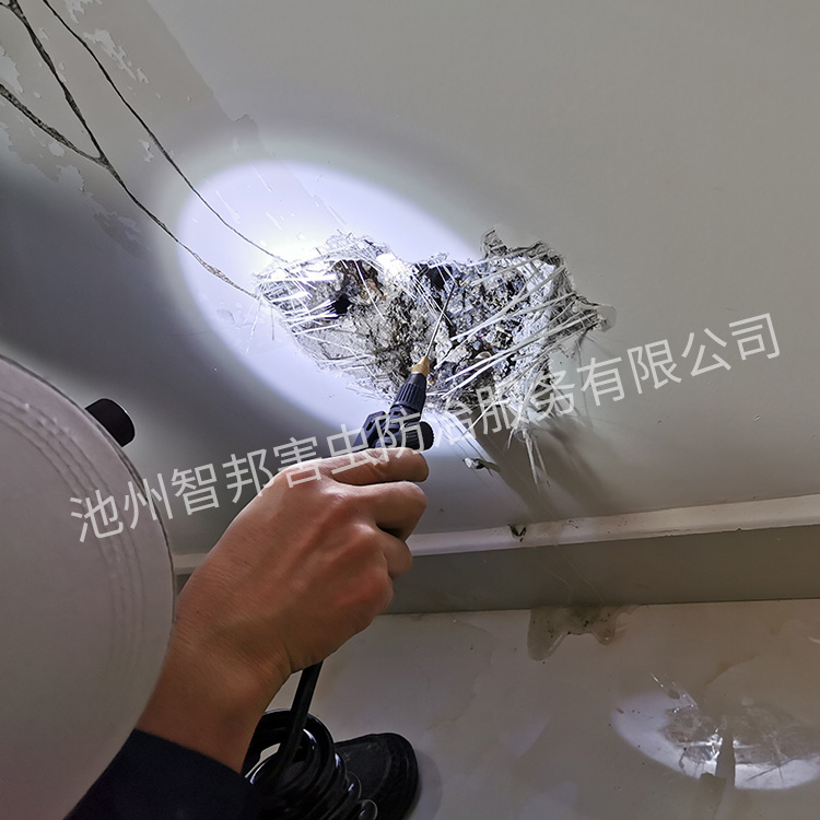 白蚁防治案例展示