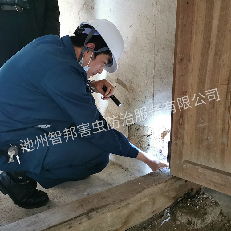 白蚁防治案例展示