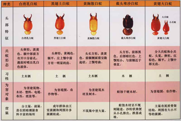 池州白蚁