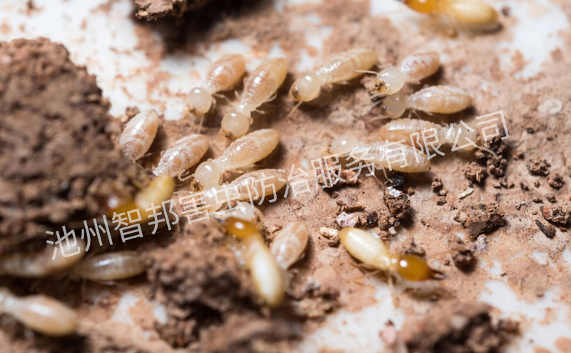 堤坝水库白蚁防治